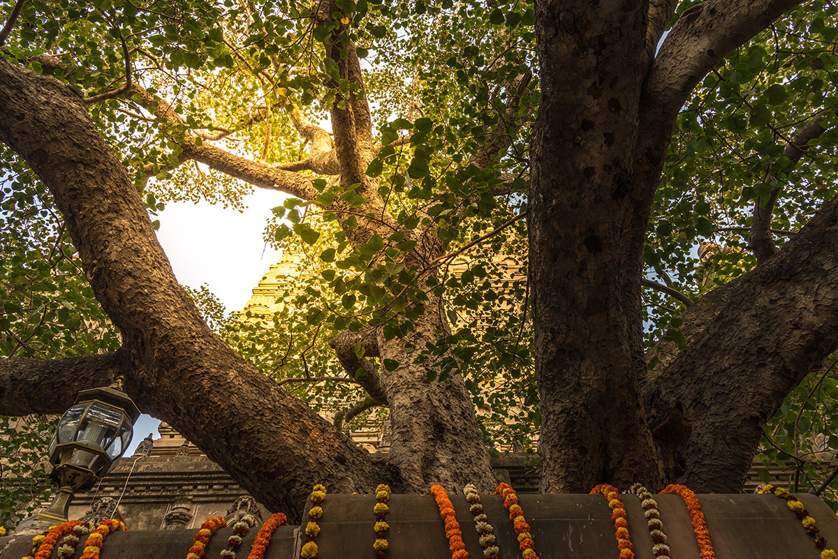 Bodhi Tree Buddhist Circuit India Bodhi Tree Buddhist Circuit India