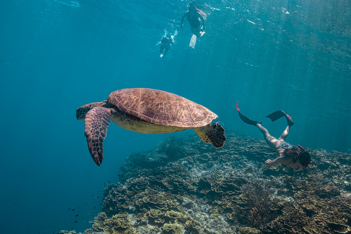 Eine grüne Meeresschildkröte auf der Insel Pescador in Moalboal, Cebu