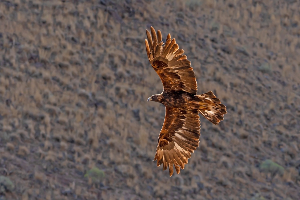 Steinadler