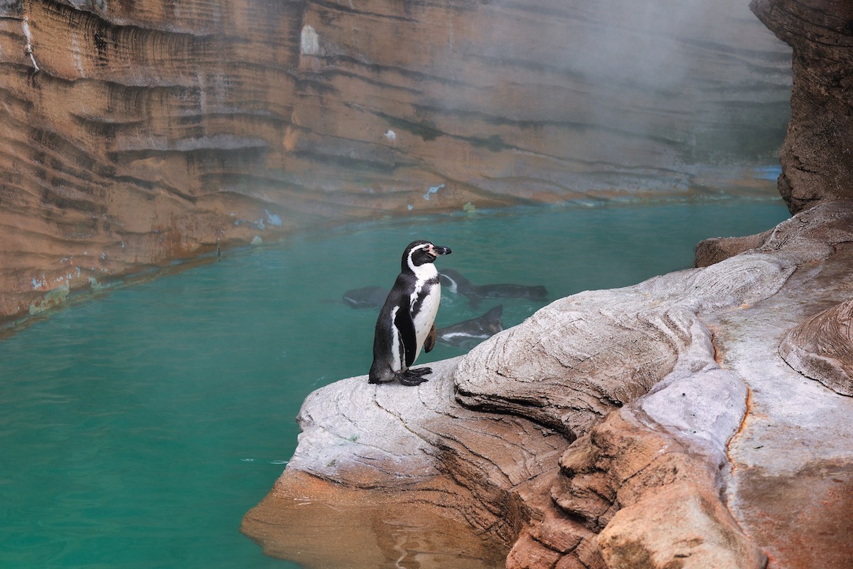 Zoo et jardins botaniques de Higashiyama