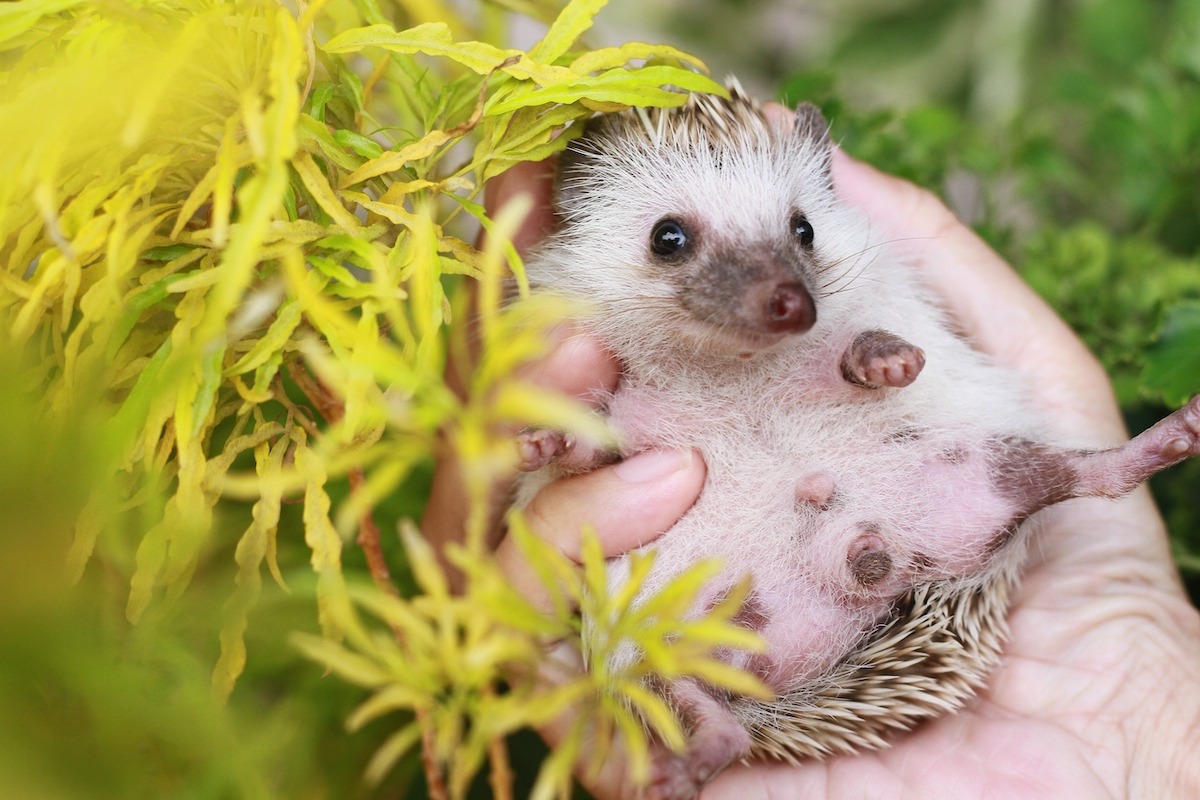 A hedgehog in Batam Island A hedgehog in Batam Island