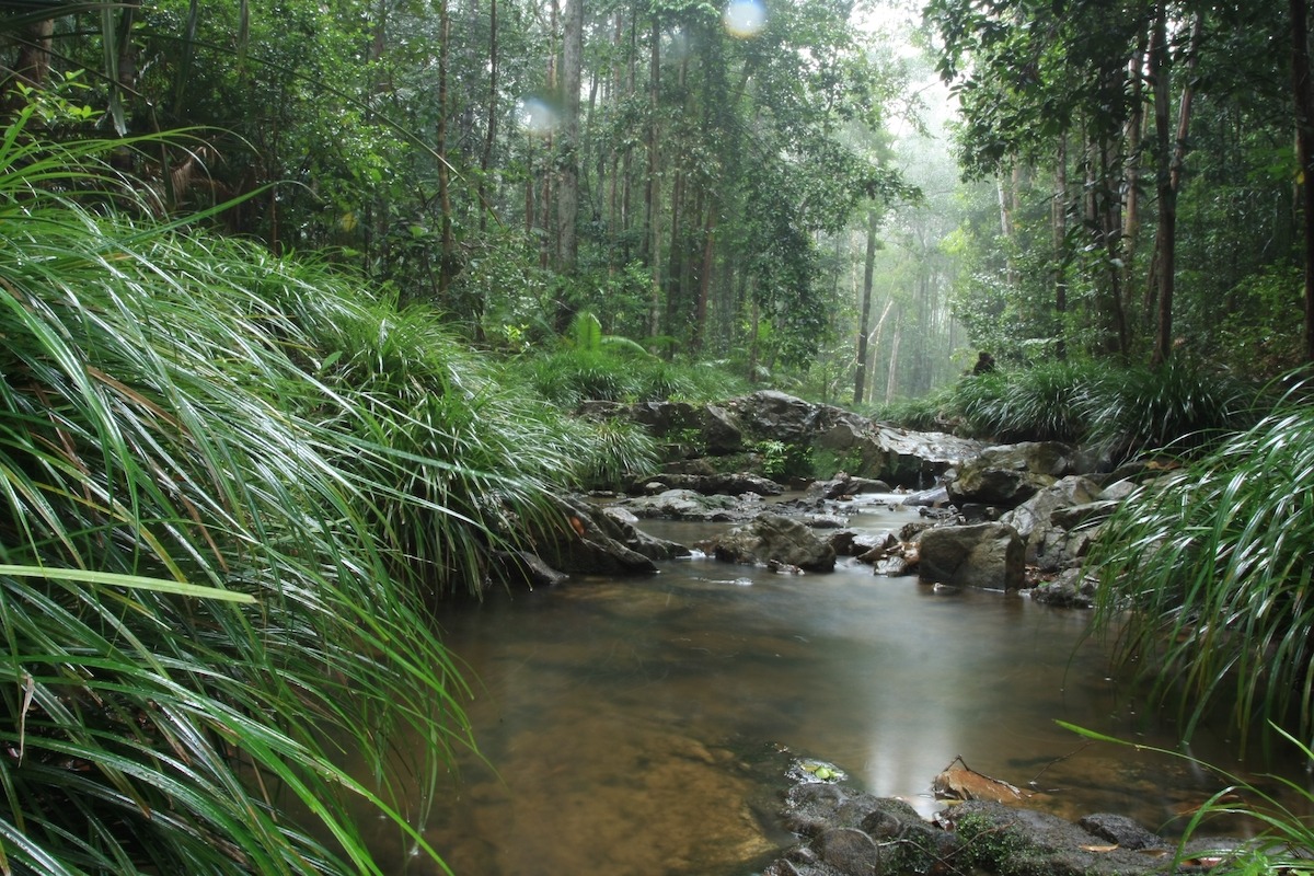 Hutan tropika di Pulau Batam