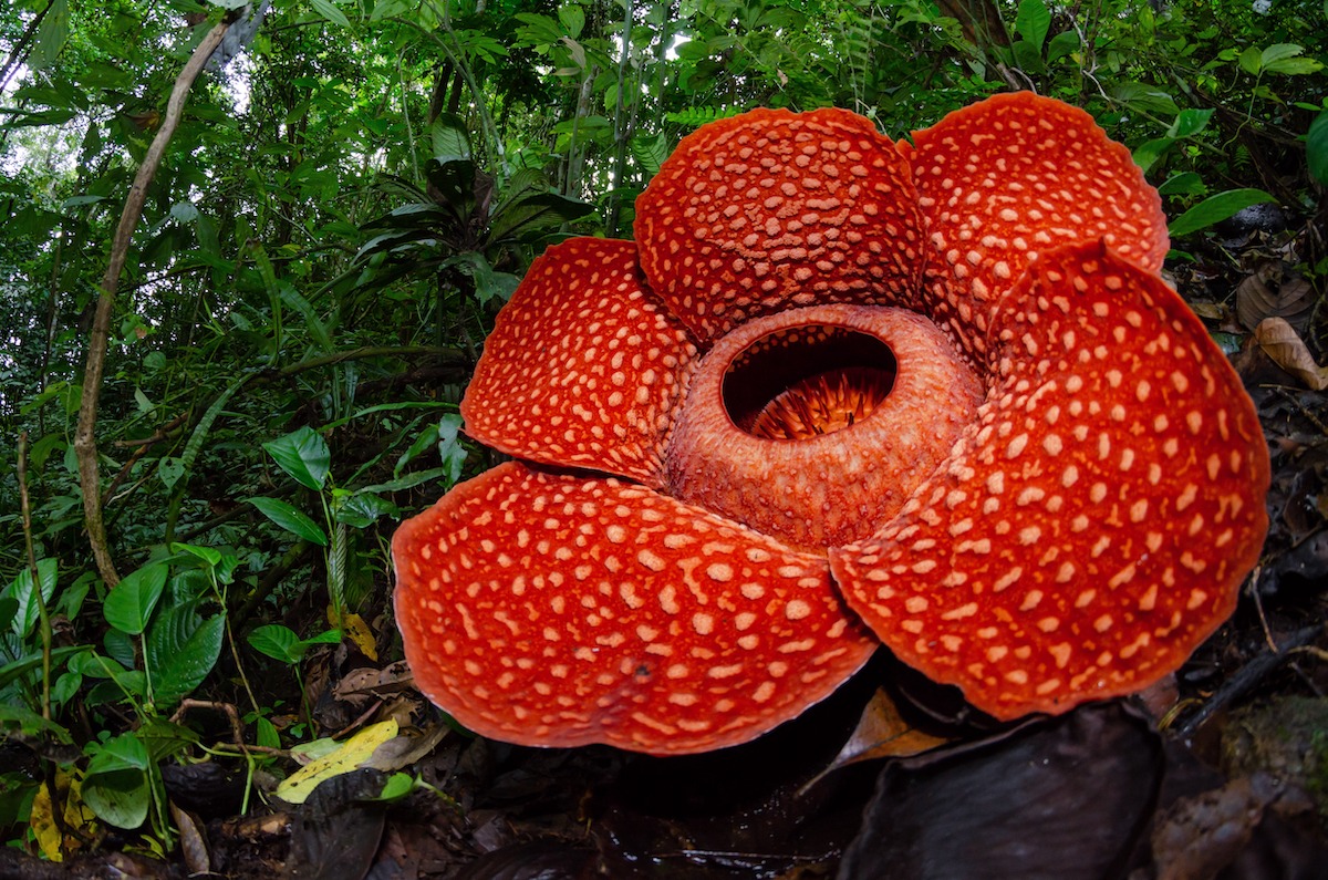 Rafflesia, la plus grande fleur du monde
