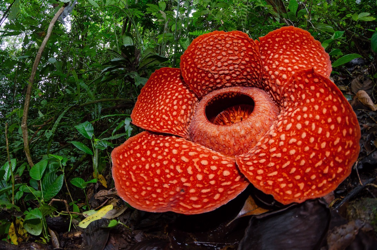 世界最大の花、ラフレシア