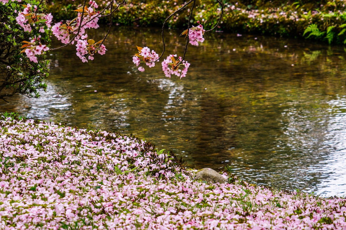 Bunga Sakura, Jepang