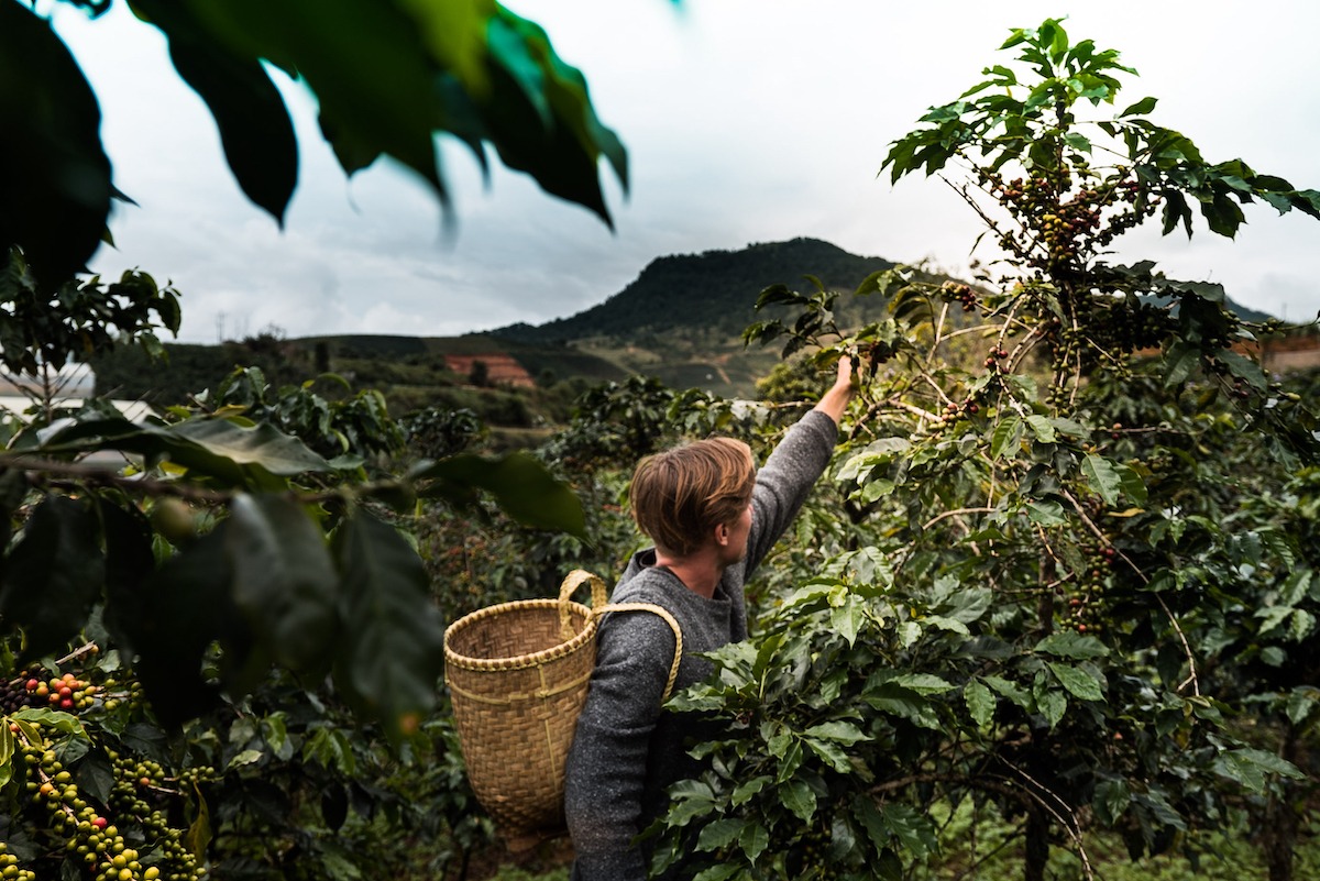 coffee plantation in Da Lat