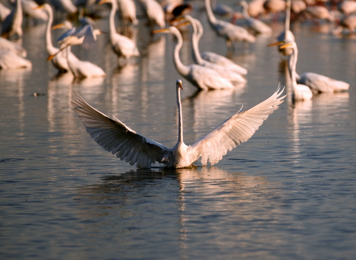 Great egrets, Trinity river