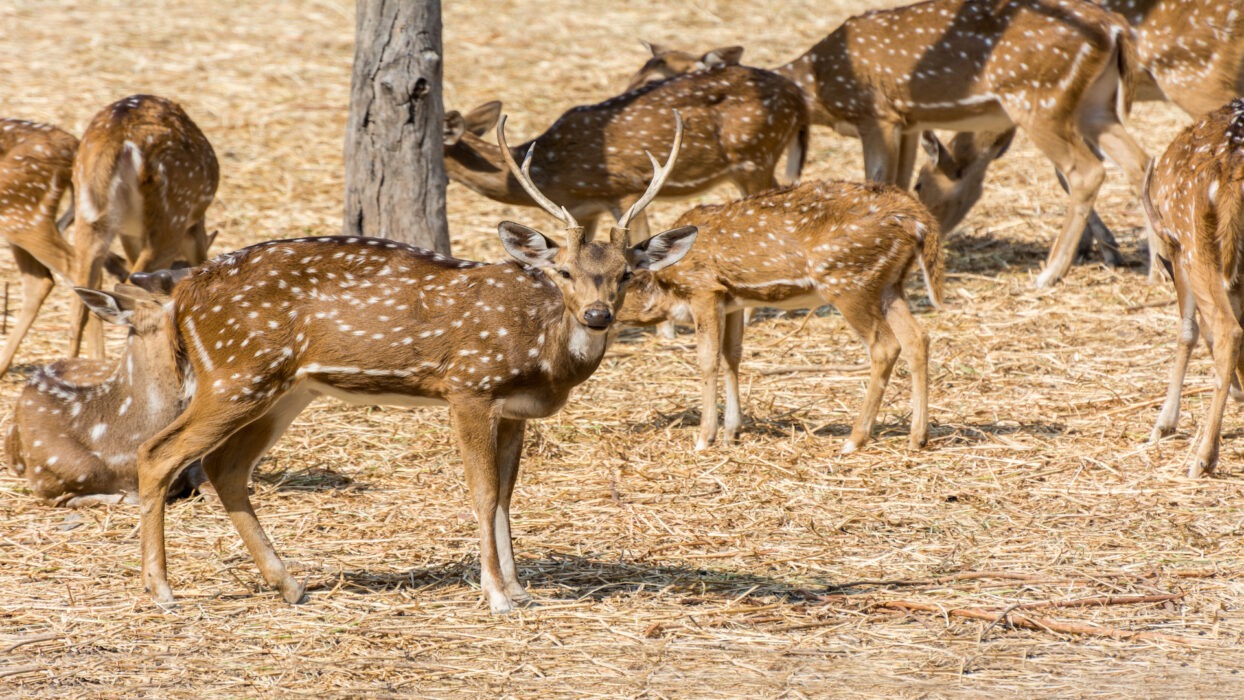 Family Adventures in Hyderabad: Top Attractions for Kids background image