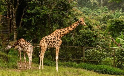Exploring Taman Safari Indonesia: A Wild Adventure in Puncak image