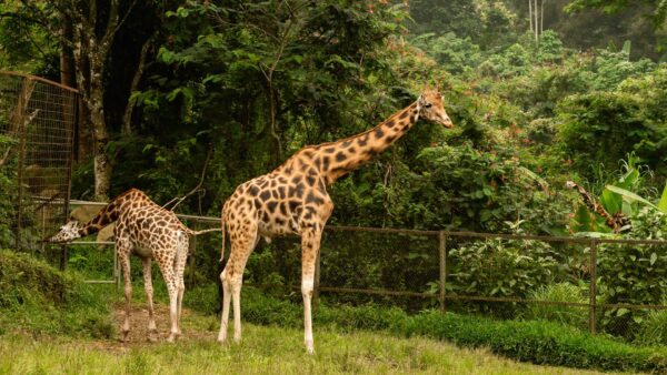 Explorer Taman Safari Indonésie : Une aventure sauvage à Puncak