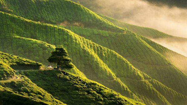 Exploration des plantations de thé des Cameron Highlands : Voyage dans la capitale du thé de Malaisie
