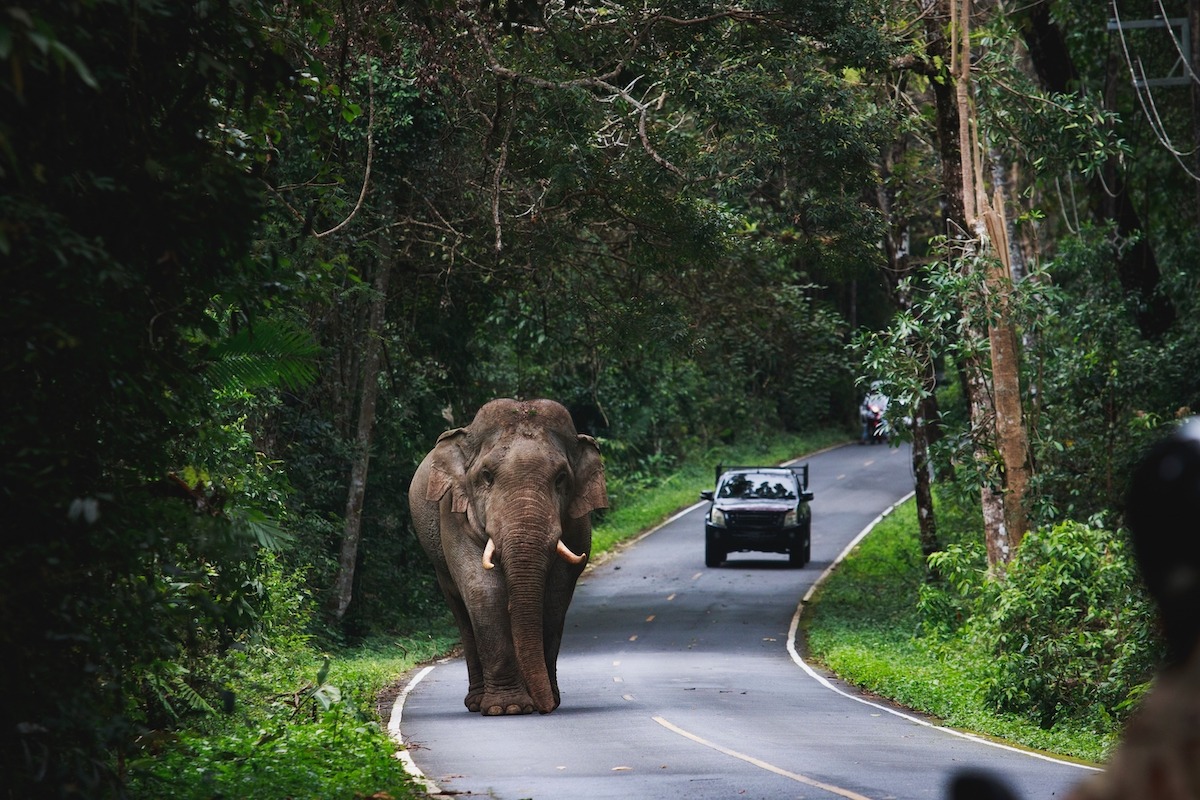 An elephant on the road, Khao Yai