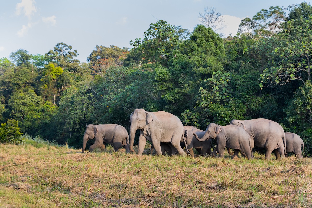 Wild elephants