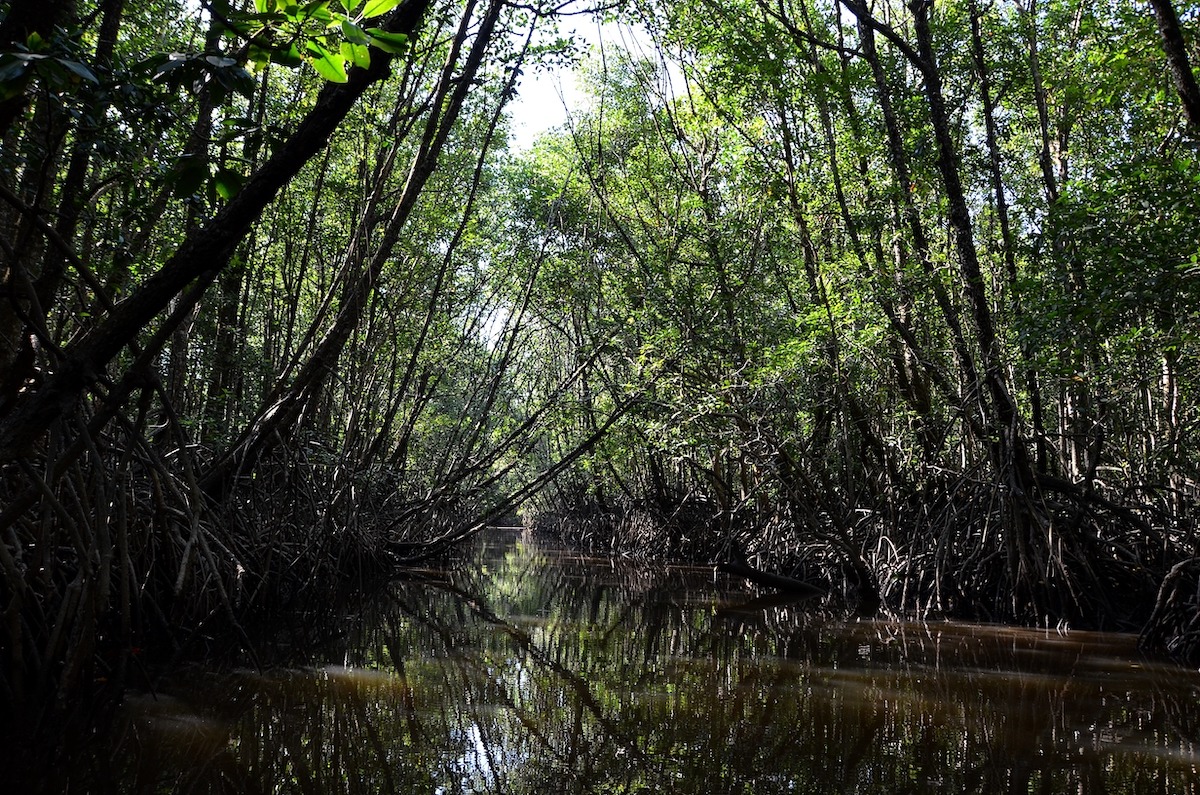 mangrove forest near Cherating