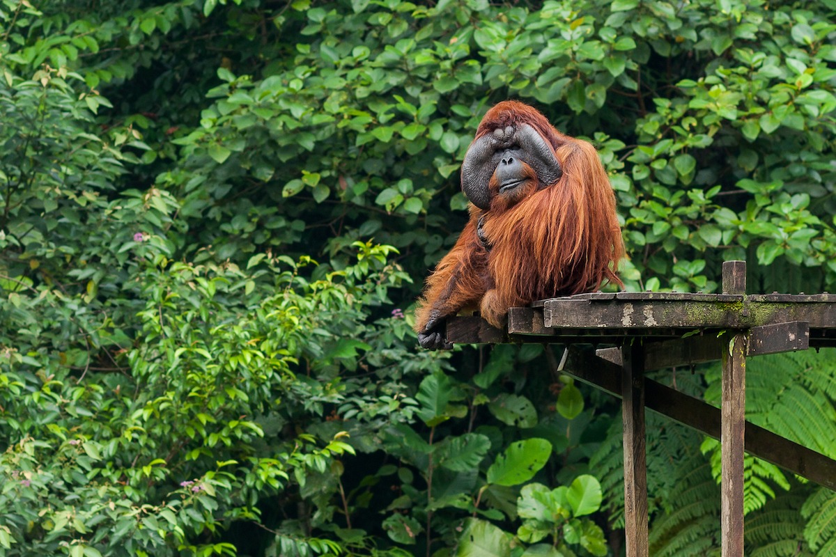 セメンゴ野生生物センターのオランウータン セメンゴ野生生物センターのオランウータン