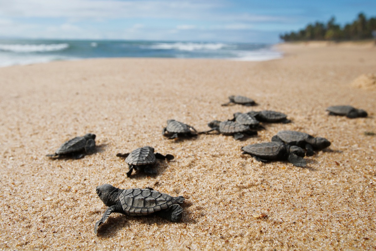 tortues marines nouveau-nées