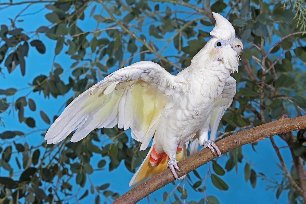 Philippine cockatoo in Mount Mantalingahan