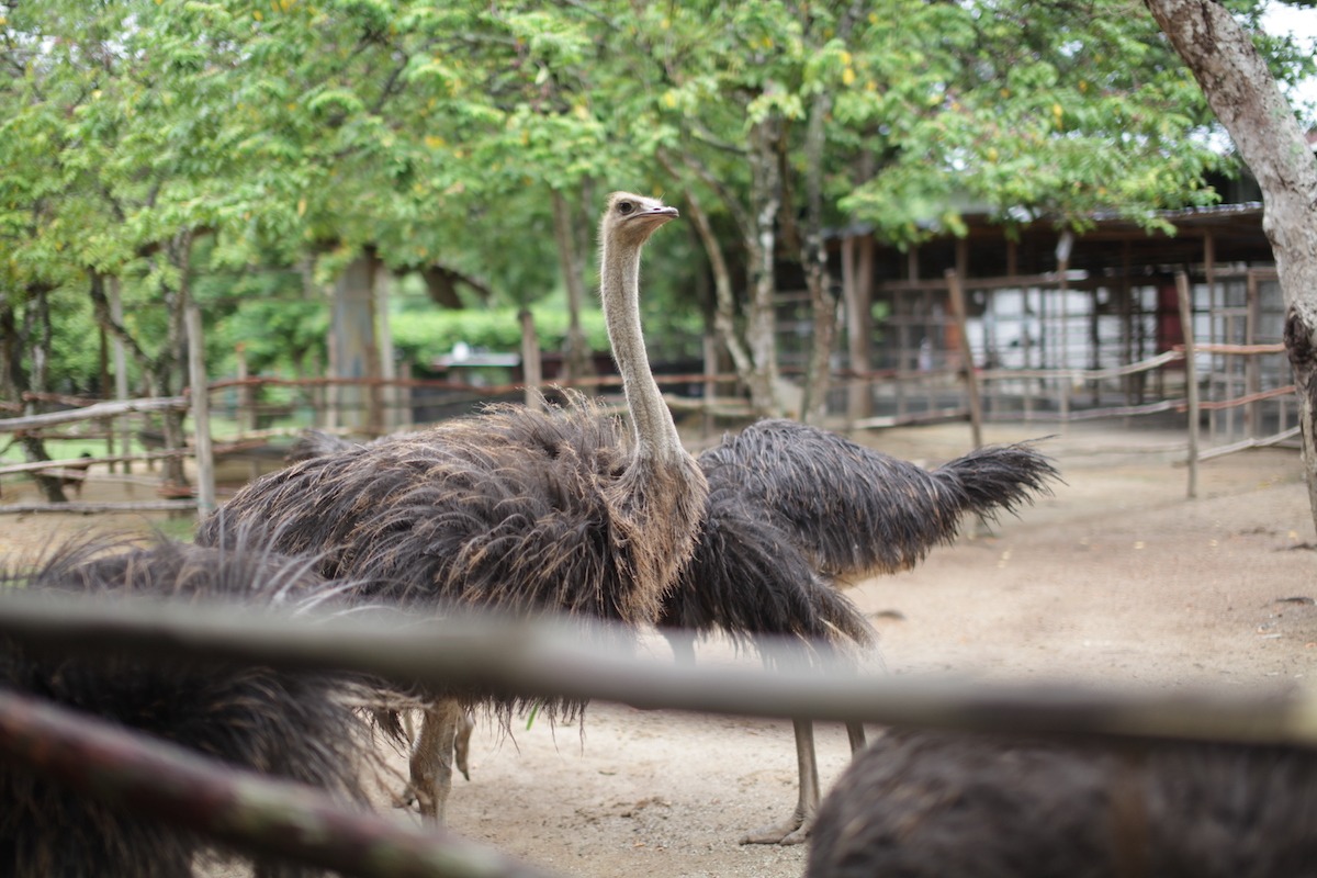 P.D. Ostrich Show Farm, Port Dickson, Malaisie