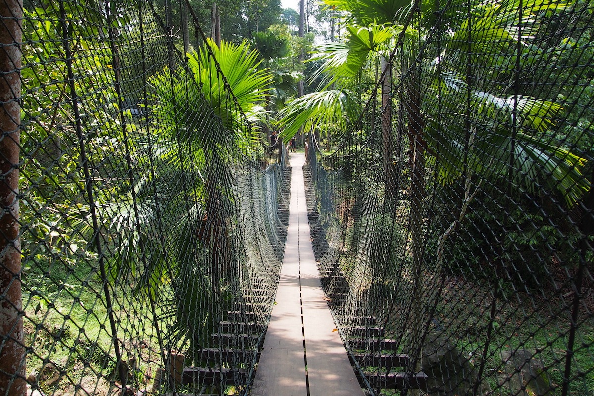 ทางเดินบนยอดไม้ Taman Botani Negara Shah Alam