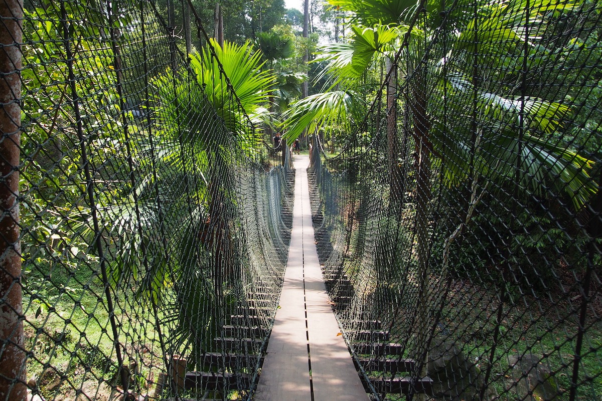 在沙阿拉姆的塔曼植物園，樹冠漫步