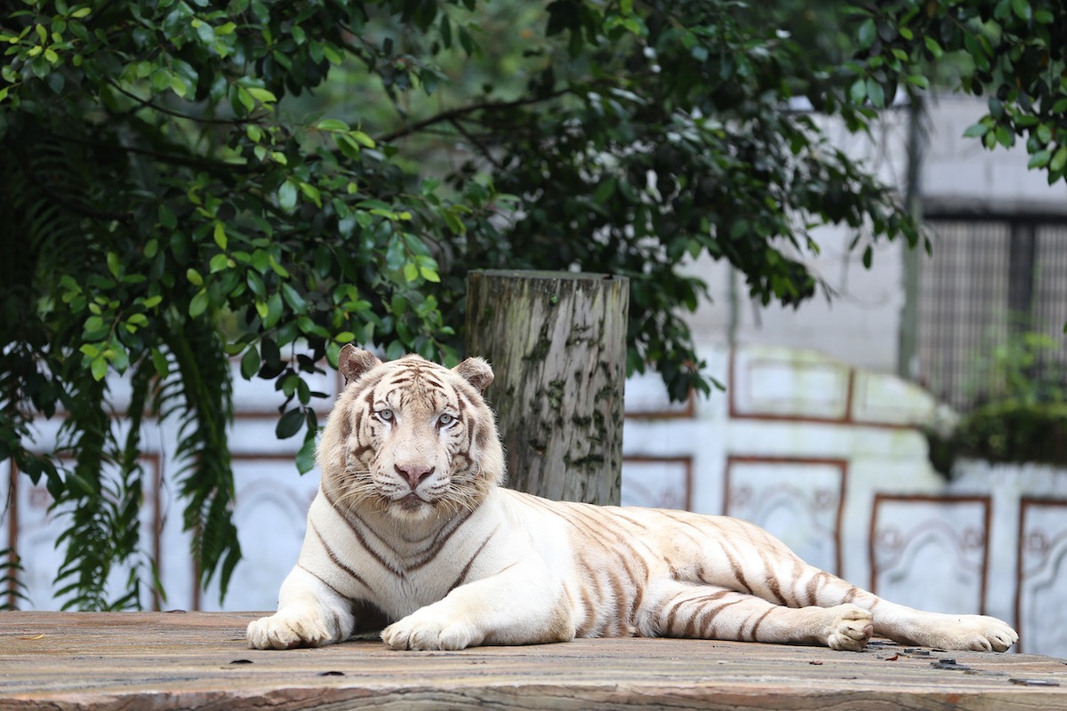 เสือขาว ทามันซาฟารี อินโดนีเซีย