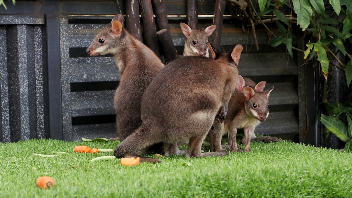Bébés kangourous, Taman Safari Indonésie