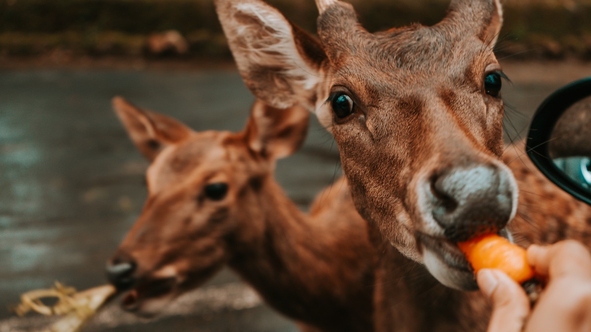 餵食袋鼠,印度尼西亞塔曼野生動物園 餵食袋鼠,印度尼西亞塔曼野生動物園