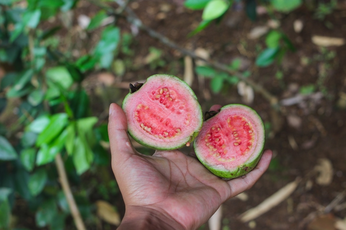 Jambu batu merah masak