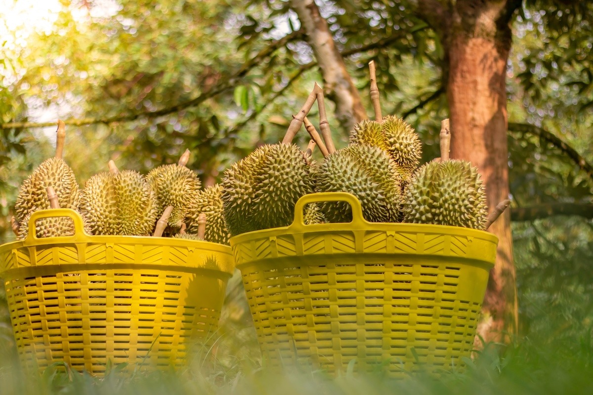 Durian, le roi des fruits