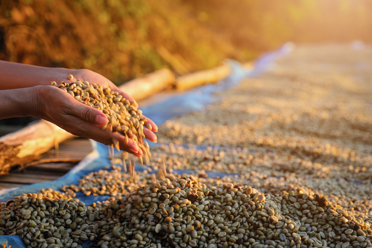 Grains de café dans la communauté industrielle locale, Chiang Rai