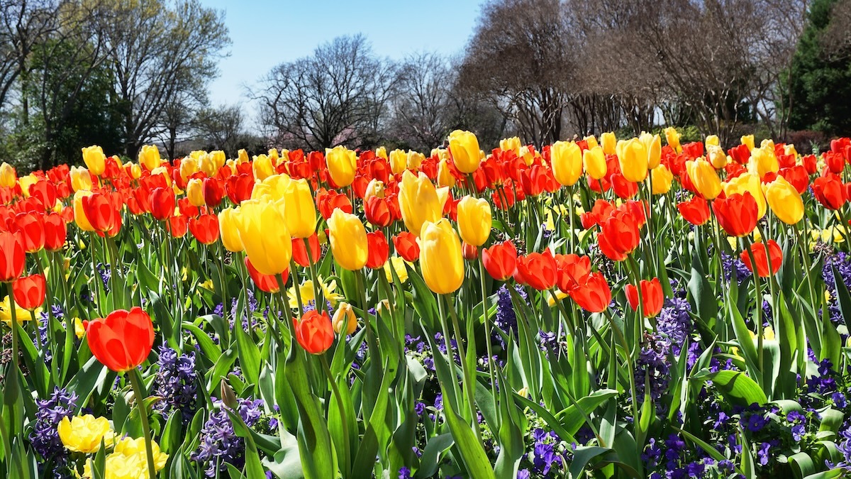 Frühlingshafte Tulpen in Dallas