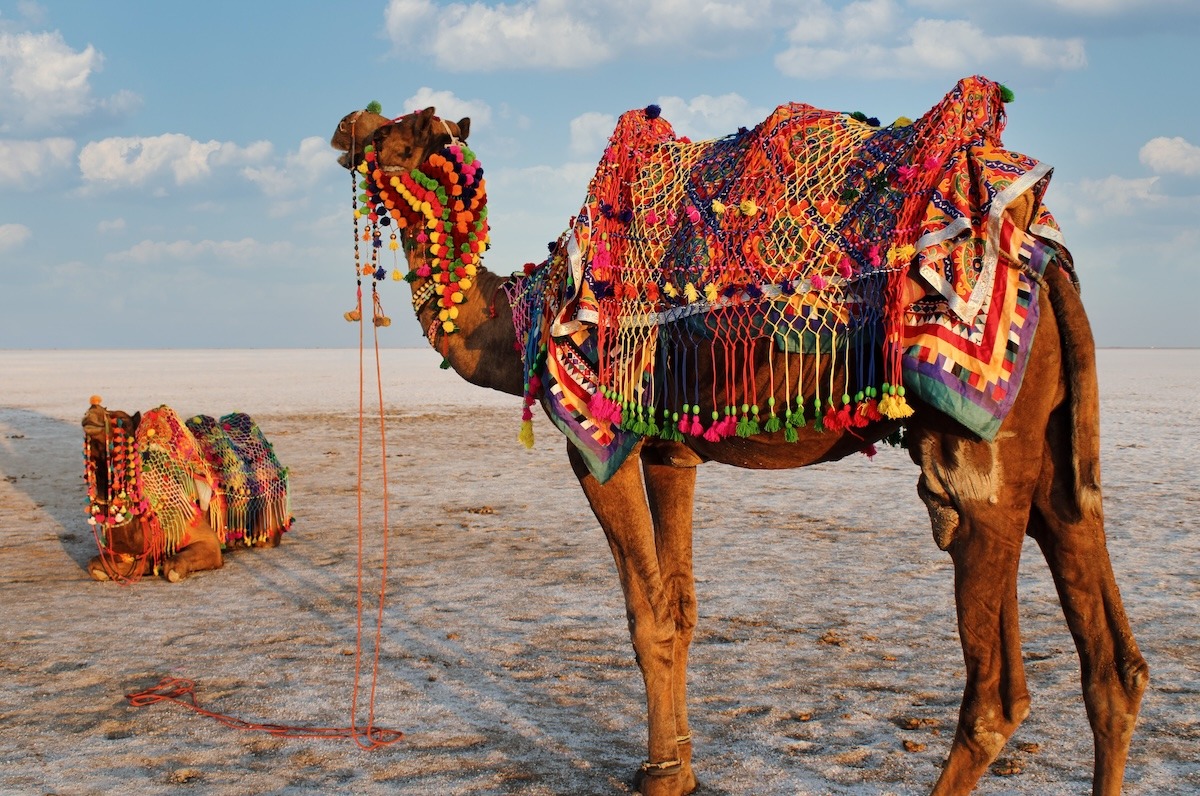 인도 구자라트 쿠치 화이트 란의 란 우트사브에서 낙타 장식하기