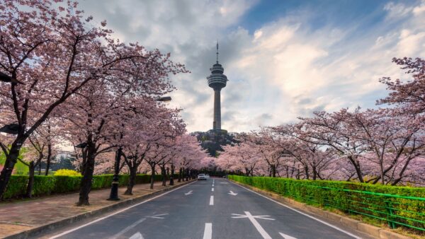 Discover the Cultural Treasures of Daegu: A Captivating Springtime Journey into Korean Heritage