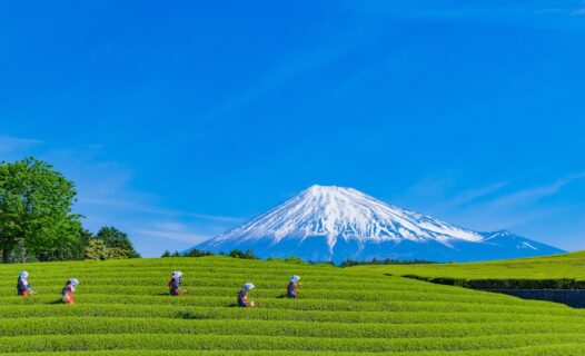 静冈美食之旅:从新鲜山葵到多汁海鲜
