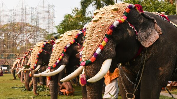 Célébration au milieu des Backwaters : La tapisserie festive du Kerala