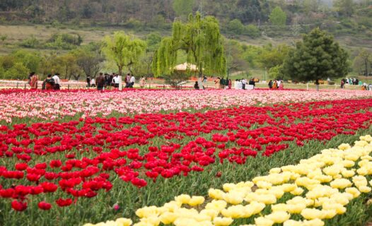 Enchanting Petals and Panoramas: Bask in the Beauty of Srinagar's Tulip Festival image