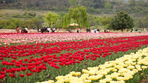 迷人的花瓣和全景：沐浴斯利那加鬱金香節的美麗