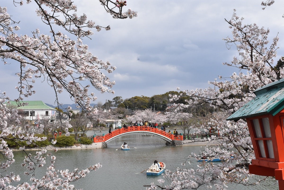 日本北九州花見季節的濱部公園