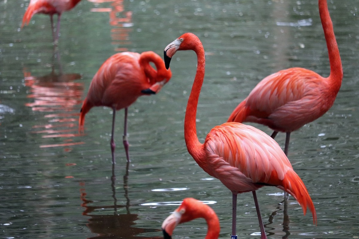 Karibische rosa Flamingos im Zoo und in den Gärten von Jacksonville