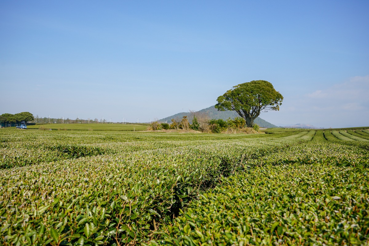 韓國濟州島的Osulloc綠茶田