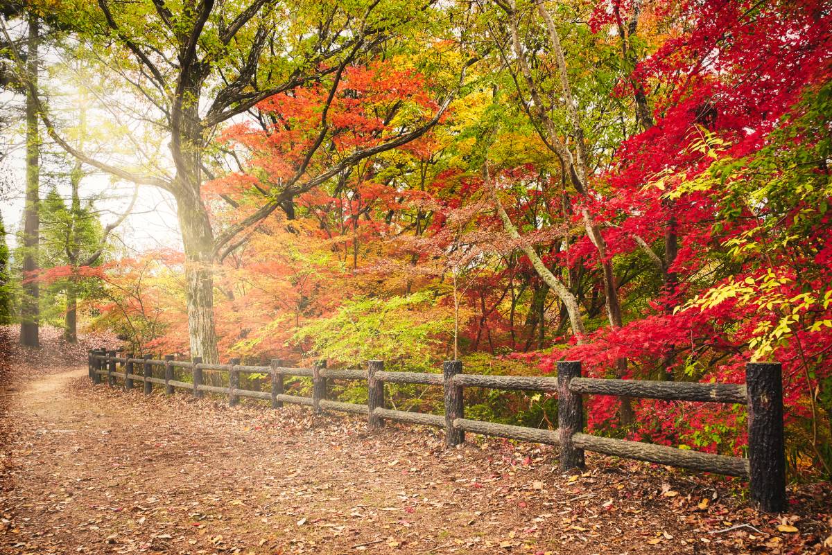 Kobe Municipal Arboretum, Kobe, Japan