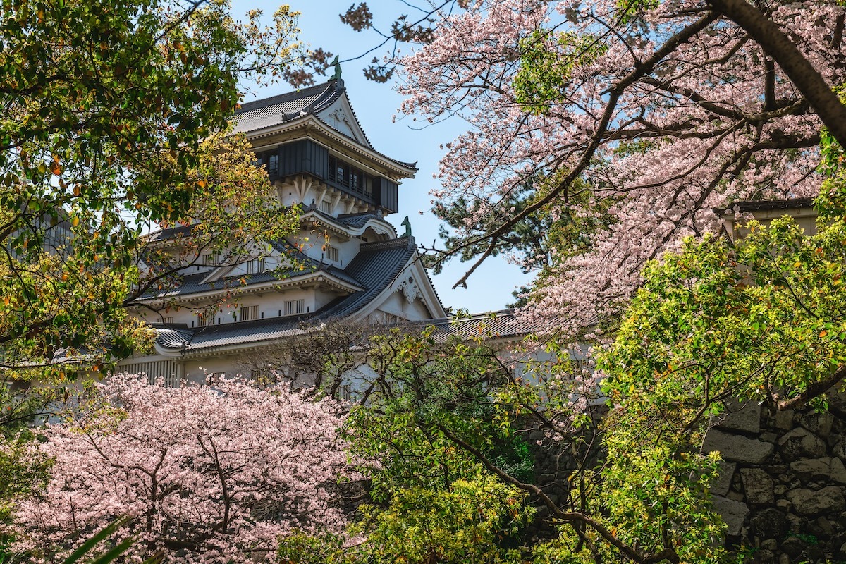 Kastil Kokura dengan bunga sakura di Kitakyushu, Fukuoka