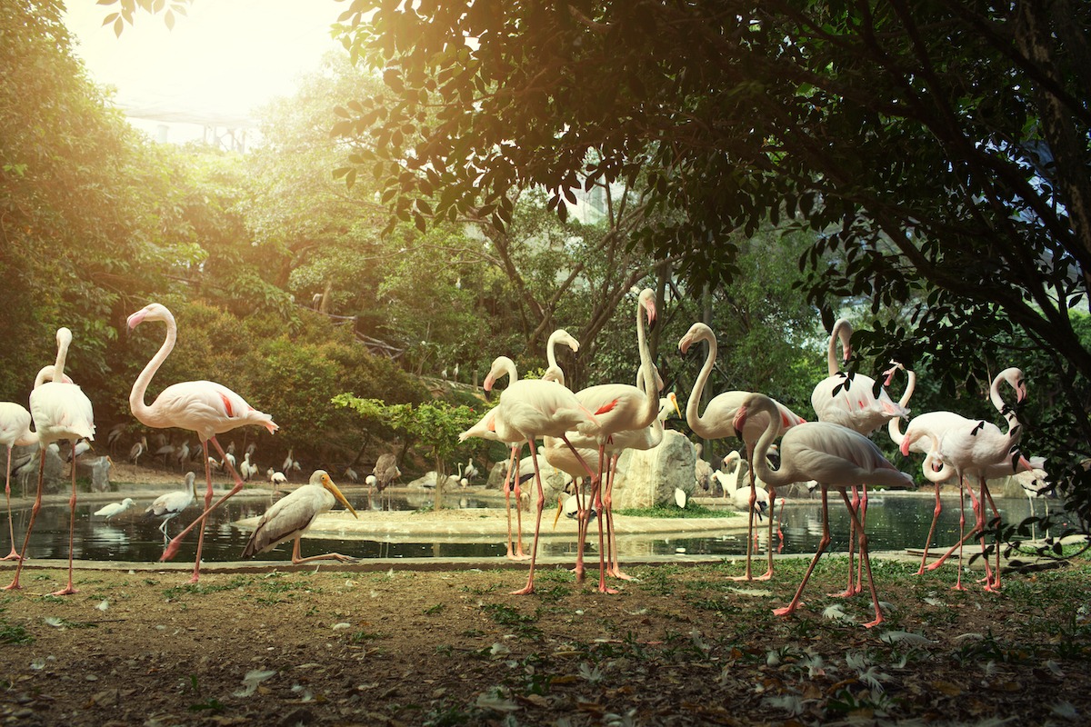 火烈鳥，吉隆坡飛禽公園