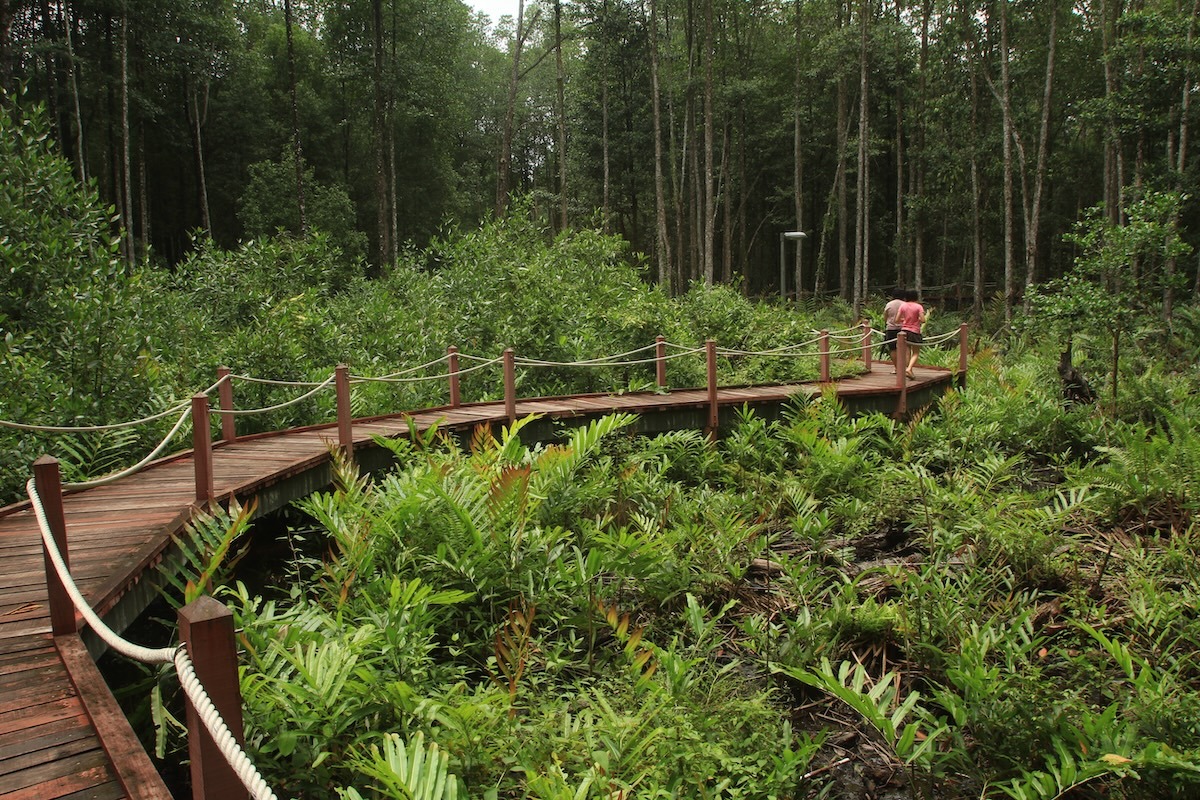 Parc écologique de la réserve forestière de Mangrove de Matang