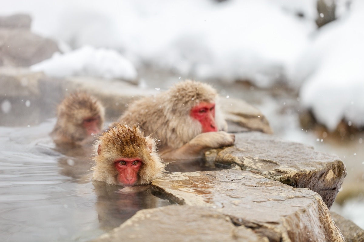 温泉に入る猿、長野、日本