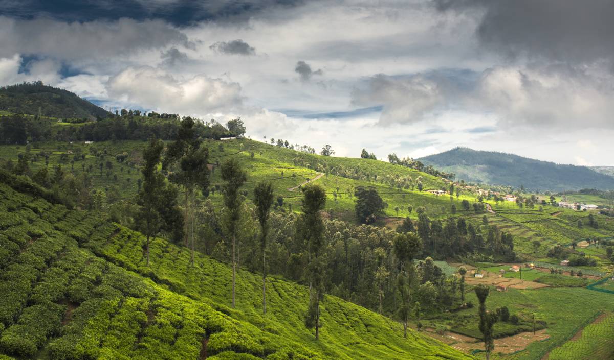 Nilgiri Mountain, Ooty, India Nilgiri Mountain, Ooty, India