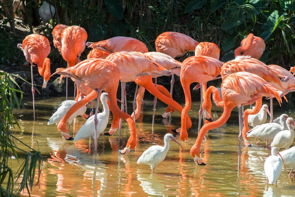 Gatorland, Orlando