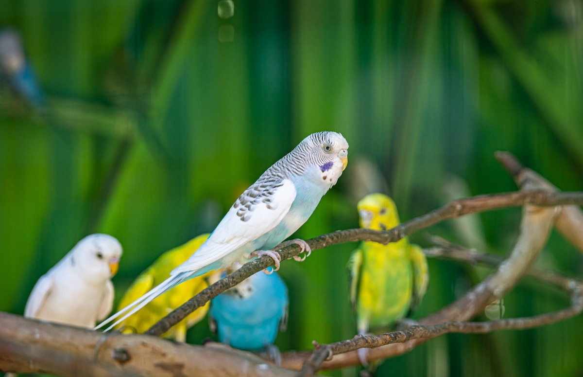 Parrots, Phitsanulok