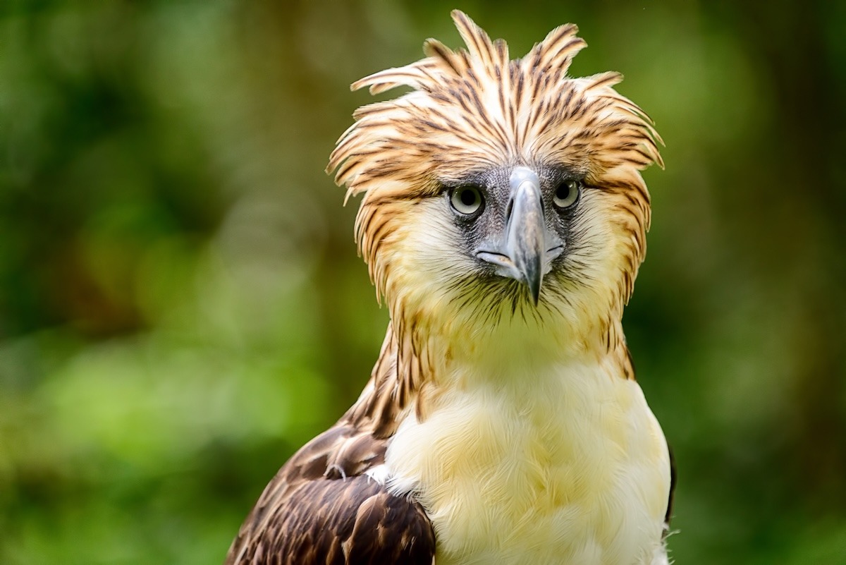 菲律賓鷹
