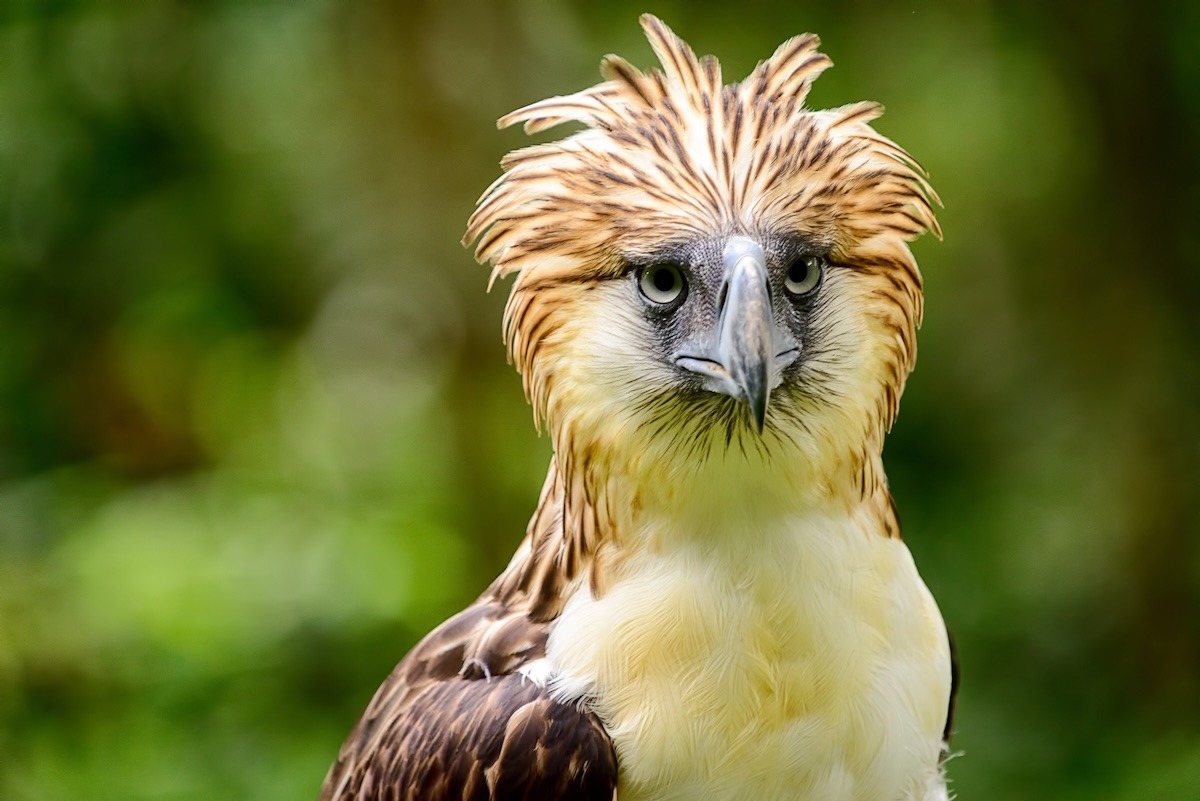 l'aigle des Philippines